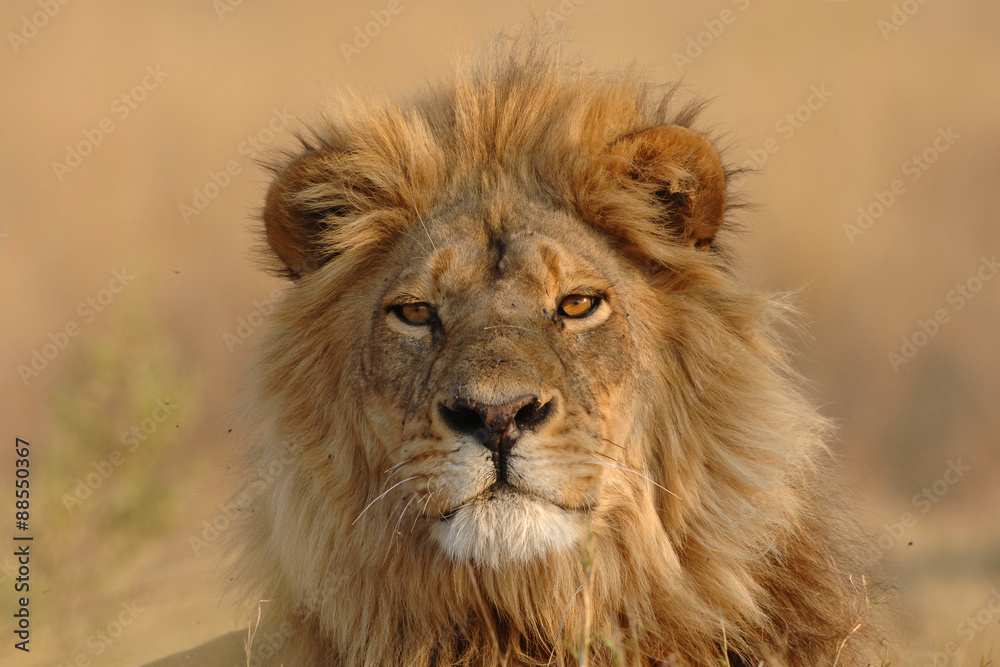Male Lion looking directly at viewer