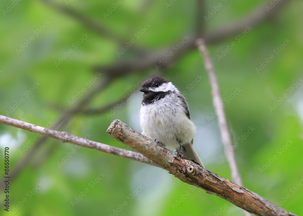 Black capped Chickadee on a tree branch Black capped Chickadee on a tree branch