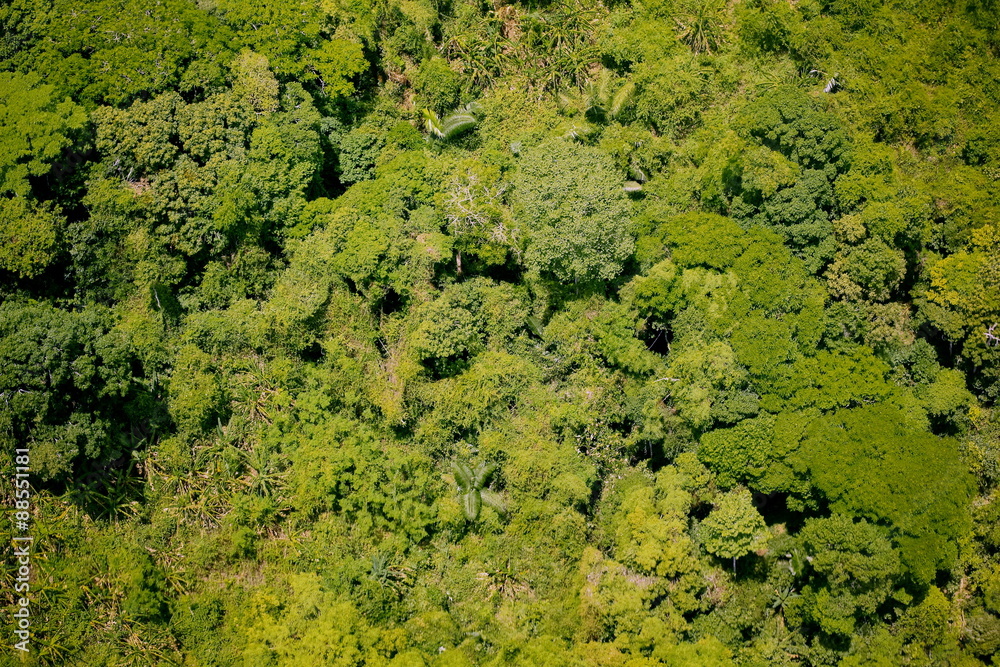 Naklejka premium Aerial view of the forest