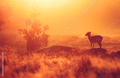 Fallow deer fawn at sunrise
