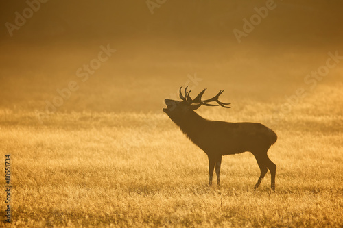 Red deer stag calling in the mist