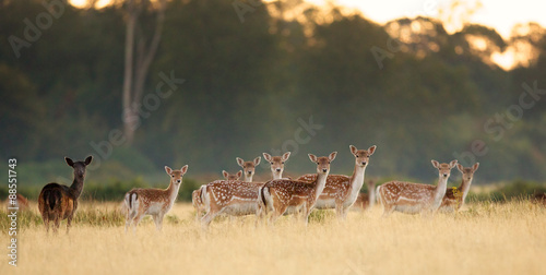 Group of fallow deer