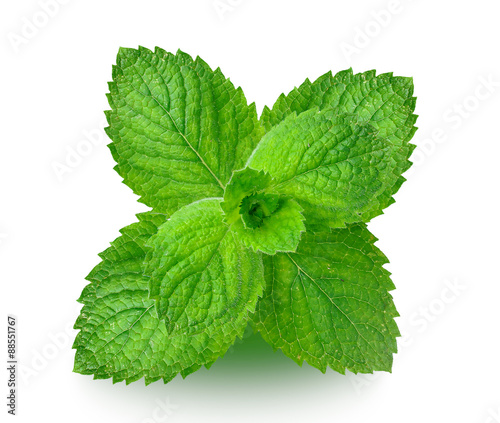 leaf of mint isolated on a white background
