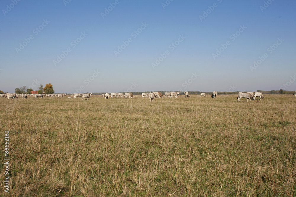 Herd of hungarian grey steppe cattle grazing on meadow Herd of hungarian grey steppe cattle grazing on meadow
