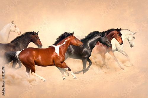 Horse herd run gallop in desert at sunset
