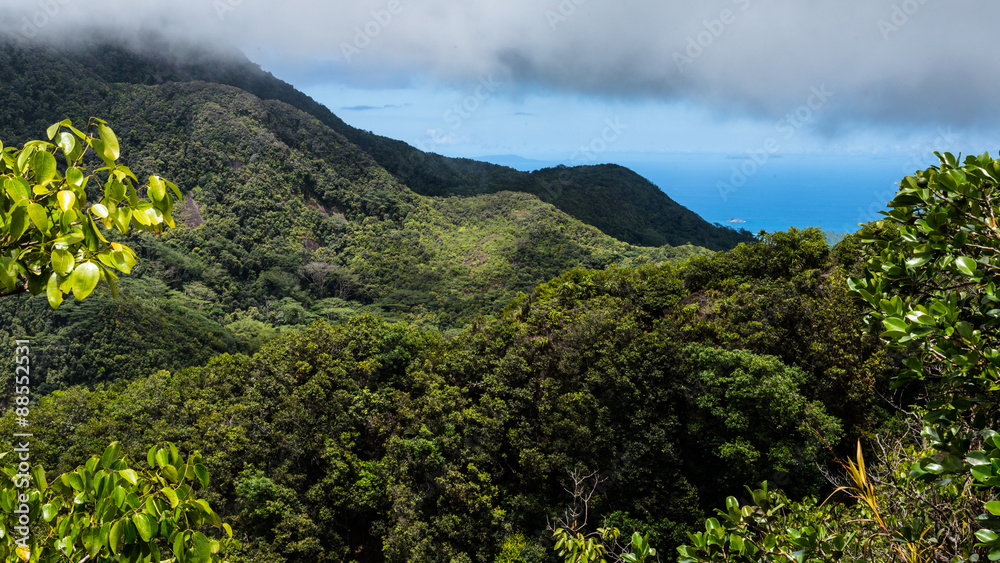Seychellen Wolkenverhangener Urwald