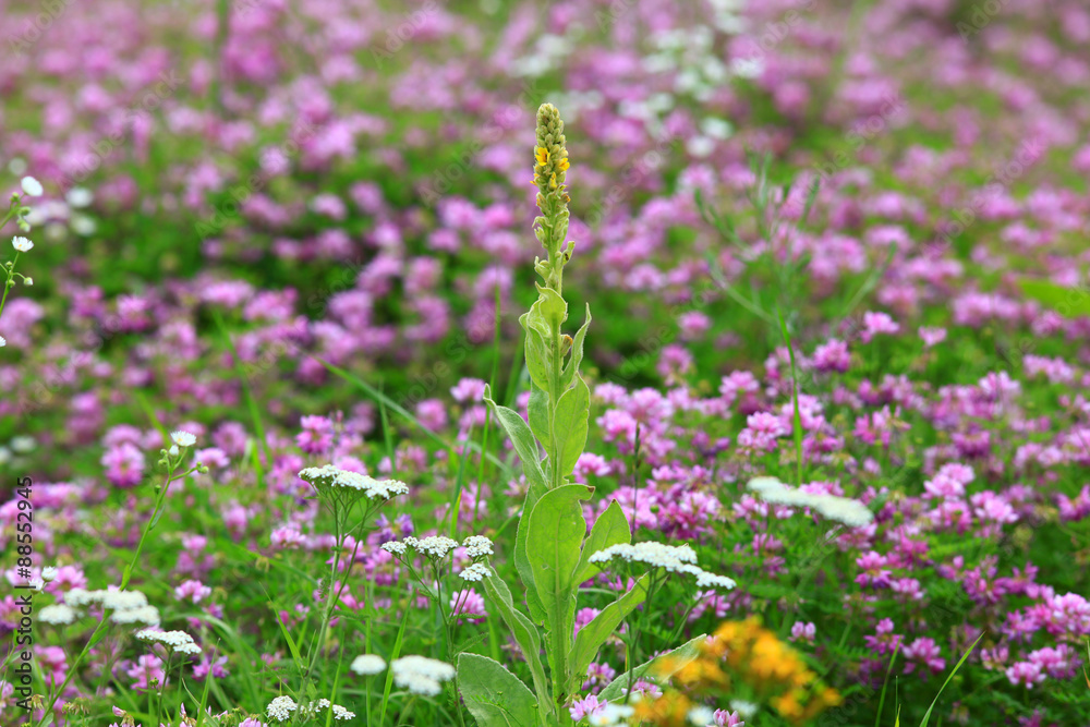 Colorful wild flowers in Michigan state park Colorful wild flowers in Michigan state park