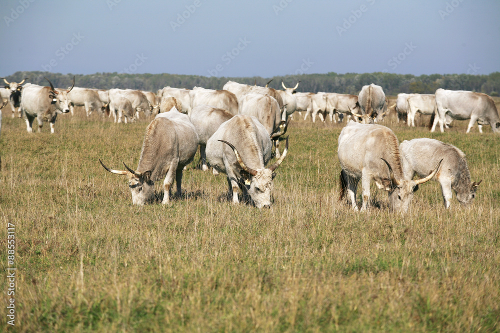 Obraz premium Hungarian gray cattle cows with calves grazing on pasture summer