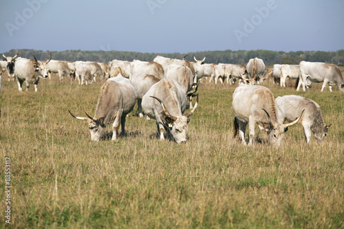 Hungarian gray cattle cows with calves grazing on pasture summer