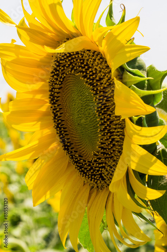 sunflower