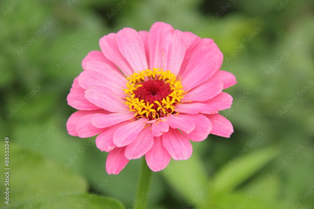 Obraz premium Фиолетовая красота