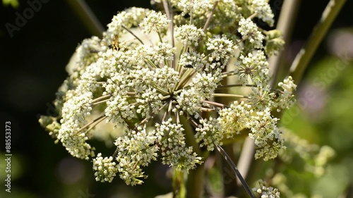 Angelika,Angelika sylvestris, Wald-Engelwurz, Heikpflanze mit Blüte photo