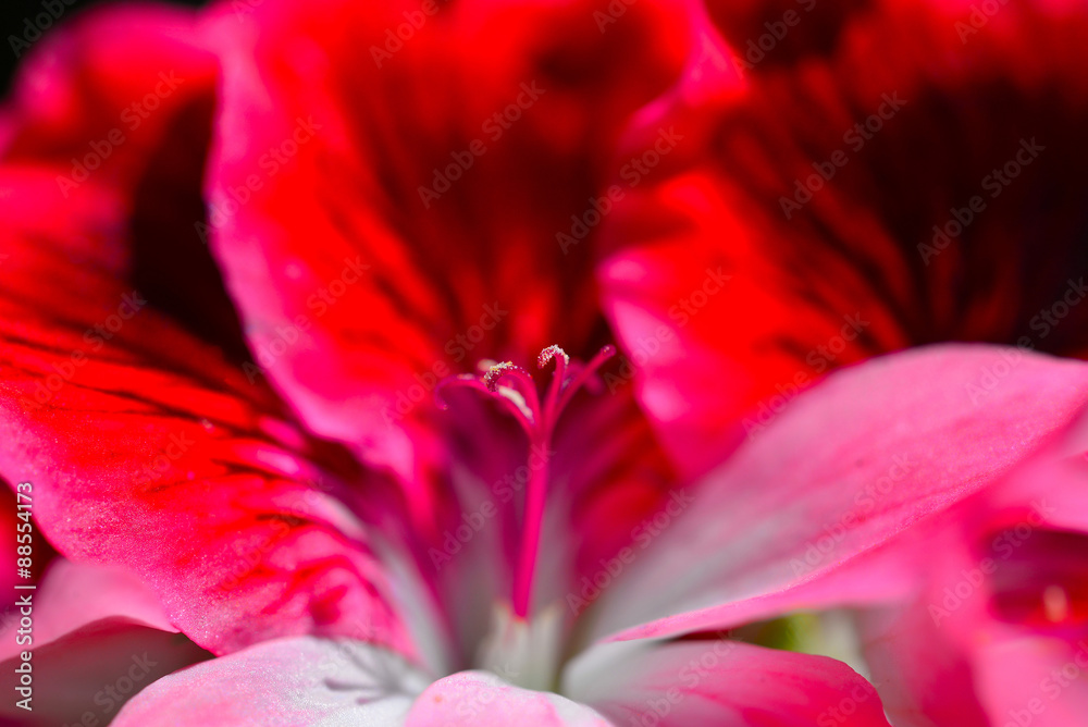 abstrakter Blumen Hintergrund rosa abstrakter Blumen Hintergrund rosa