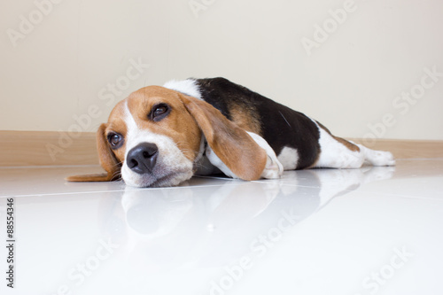 cute beagle puppy dog