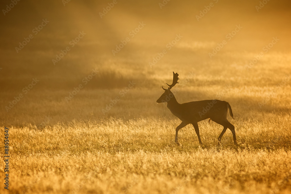 A silhouette of a fallow deer