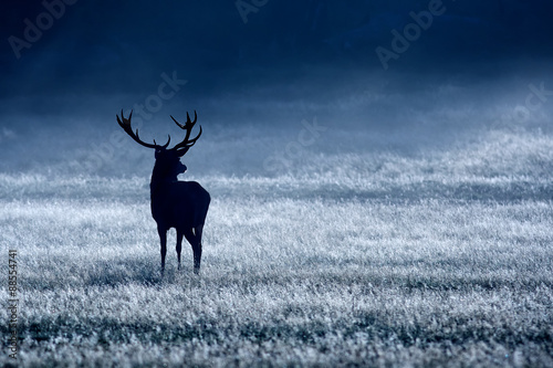 silhouetted red deer stag in the blue mist photo