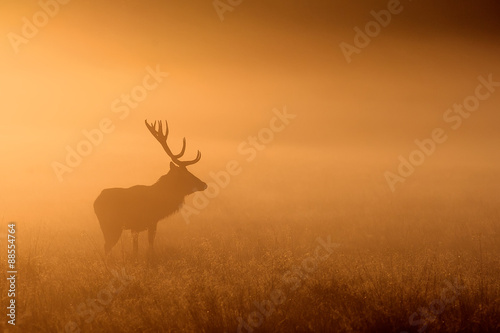 silhouetted red deer stag in the mist