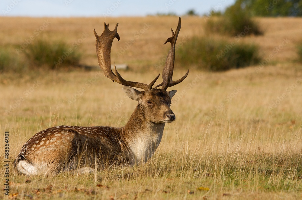 Fototapeta premium fallow deer buck