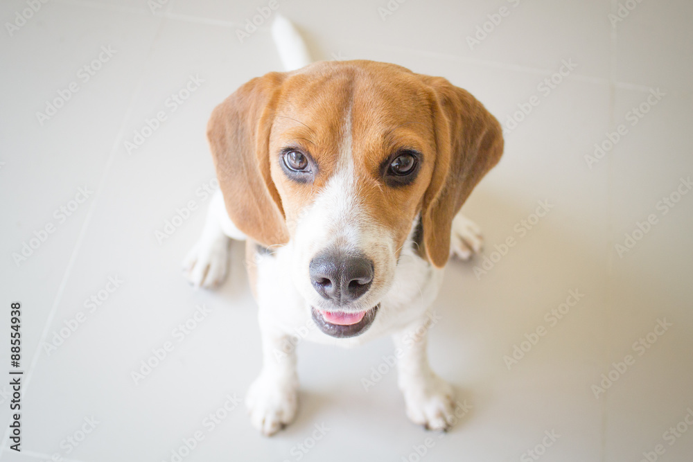 cute beagle puppy dog