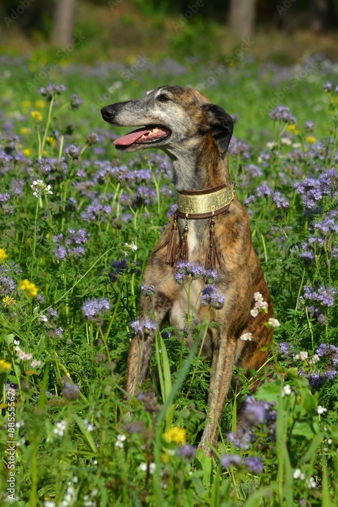 Obraz premium Galgo Espanol