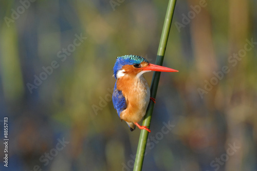 Malachite Kingfisher perched on a reed in the Okavango Delta