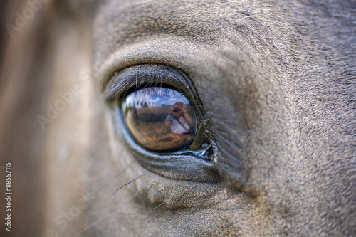 horses eye