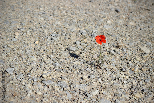 Fototapeta Naklejka Na Ścianę i Meble -  einsame Mohnblume