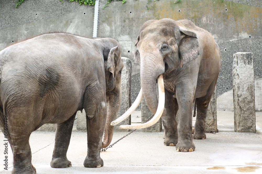 Fototapeta premium 向かい合う象