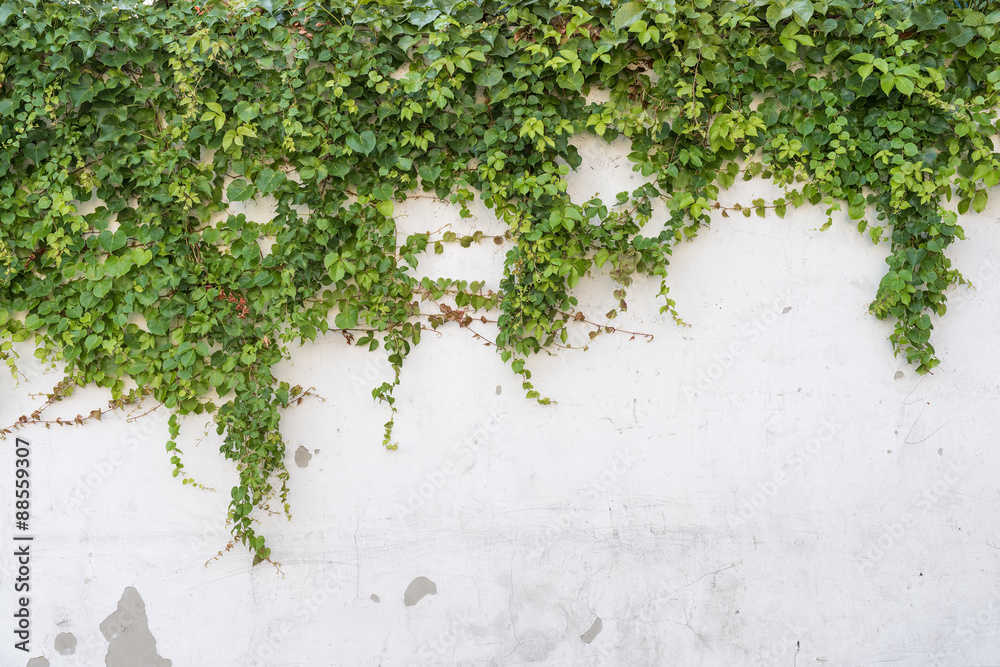 ivy leaves isolated on a white background - obrazy, fototapety, plakaty 
