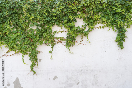 ivy leaves isolated on a white background