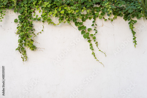 ivy leaves isolated on a white background © xiaoliangge