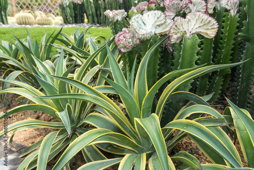 Fototapeta premium Sharp pointed agave plant leaves