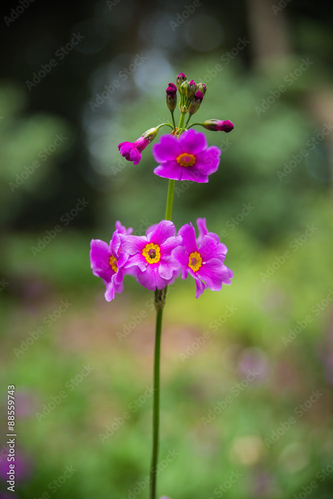 Pink flower in the botanic garden