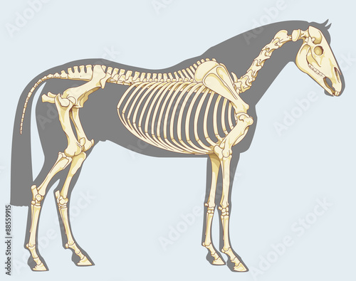 Horse skeleton