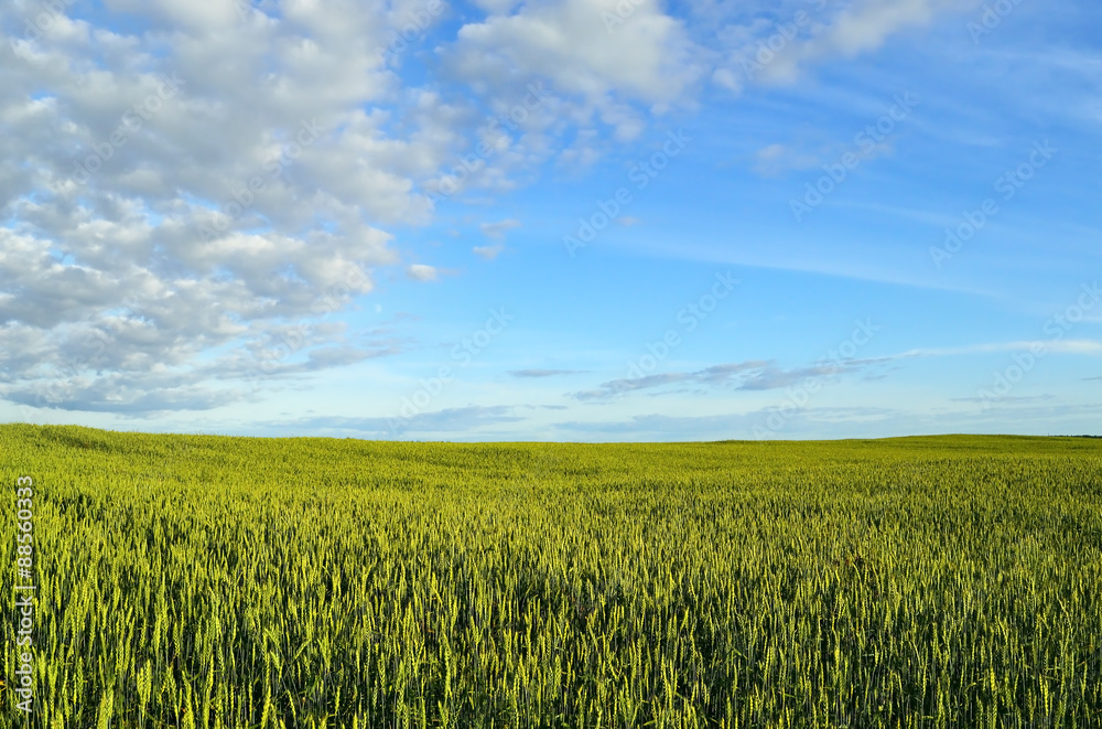 Photo of wheat spikelets in the field on sky background