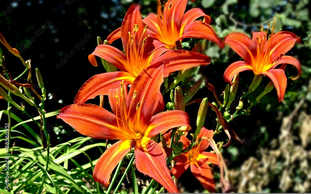 Lilien im Sonnenschein Lilien im Sonnenschein