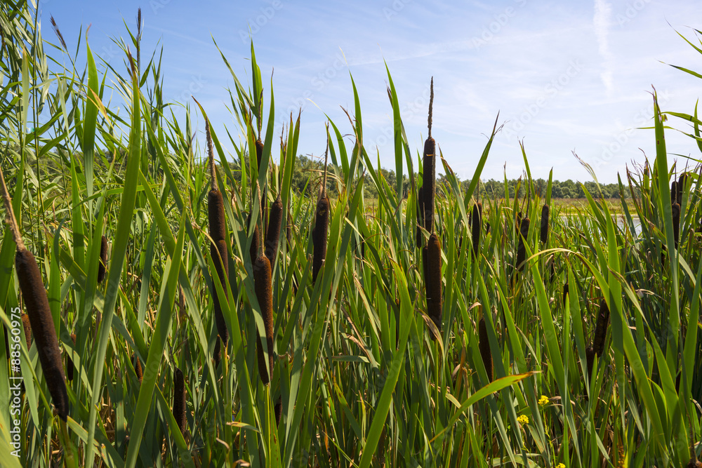 Cattails on the shore of a lake in summer