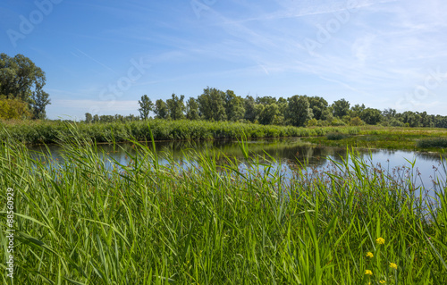 Wild flowers and reed along the shore of a lake in summer