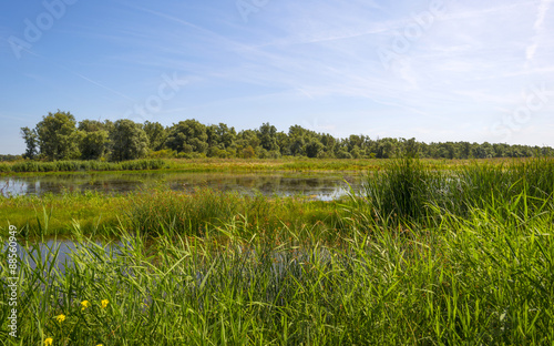 Wild flowers and reed along the shore of a lake in summer