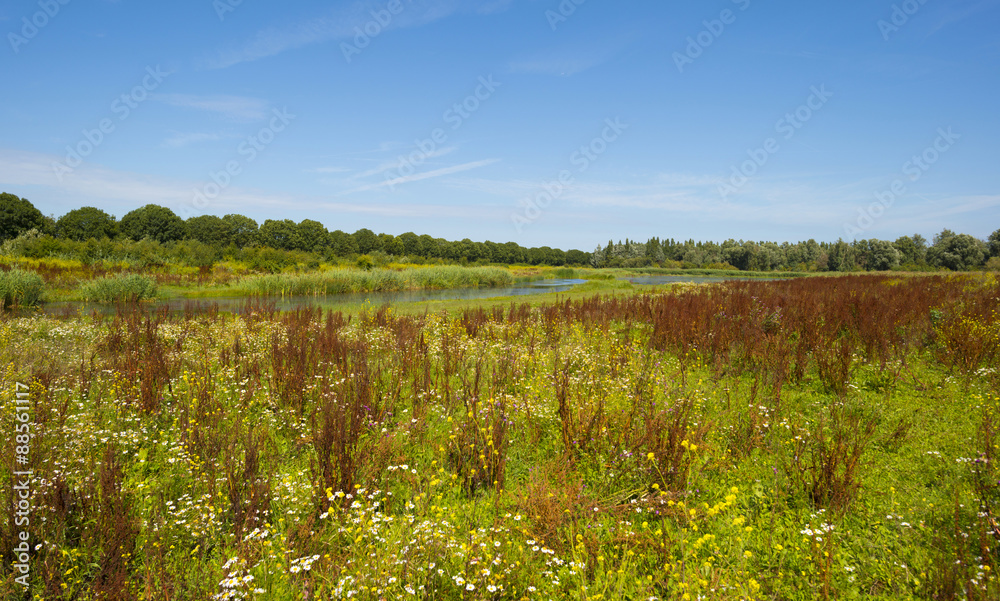 Wild flowers in a field in summer
