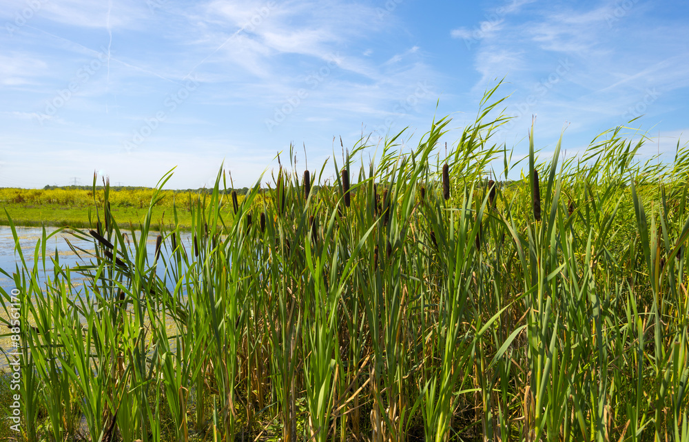 Cattails on the shore of a lake in summer