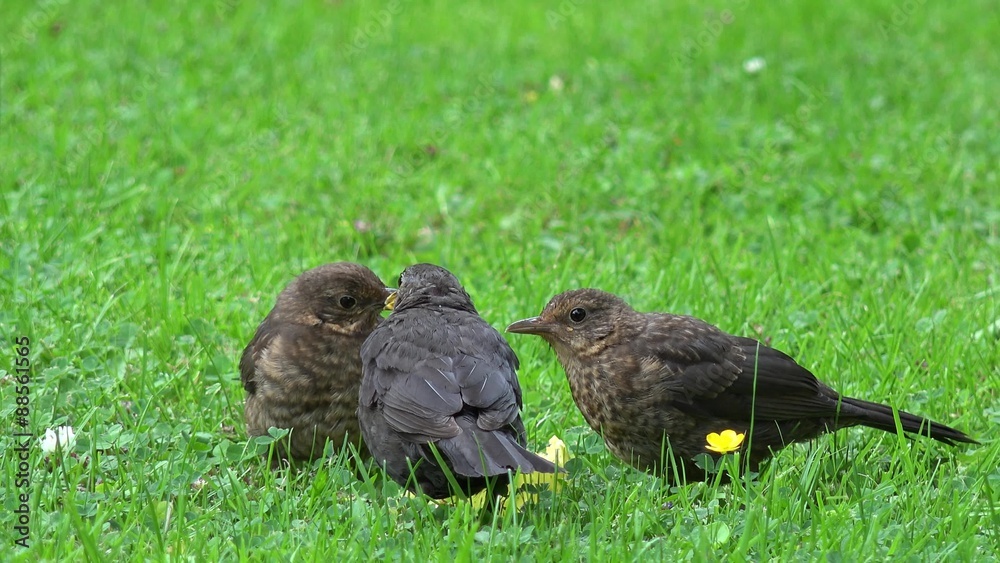 blackbird feeding on the meadow blackbird feeding on the meadow