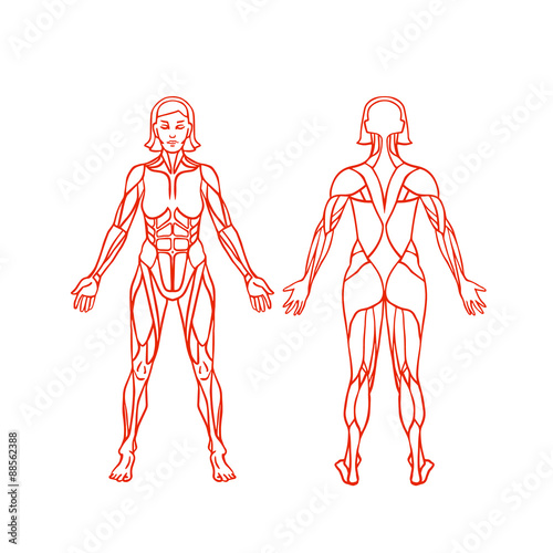 Anatomy of female muscular system, exercise and muscle guide