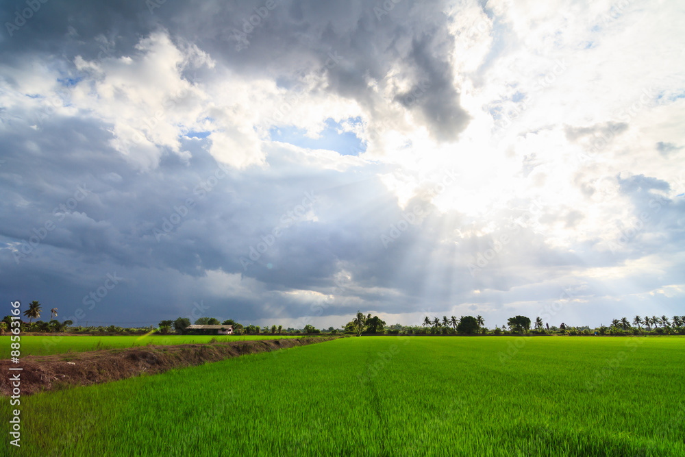 Landscape of green field with sun rays and lens flare Landscape of green field with sun rays and lens flare