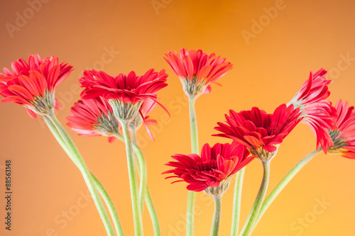 Gerbera on orange background