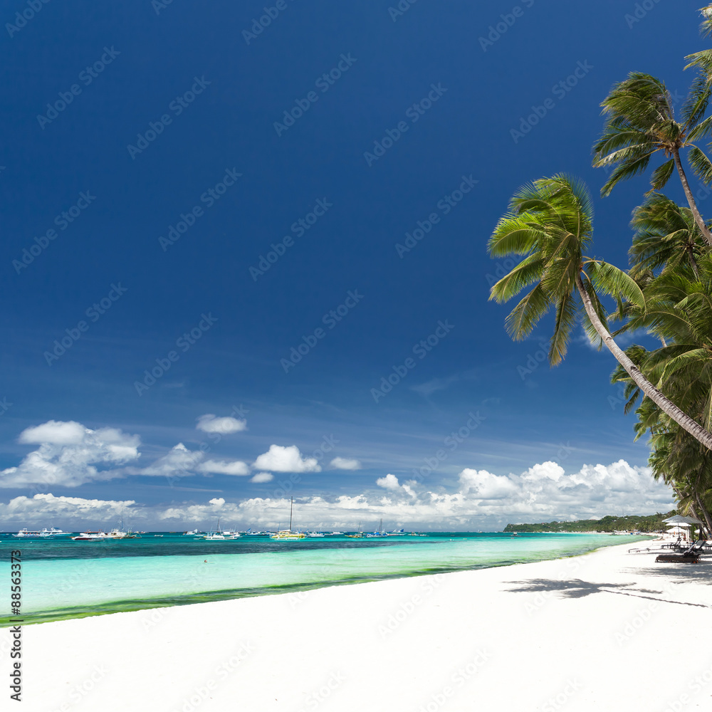 Obraz premium Tropical beach with palm and white sand