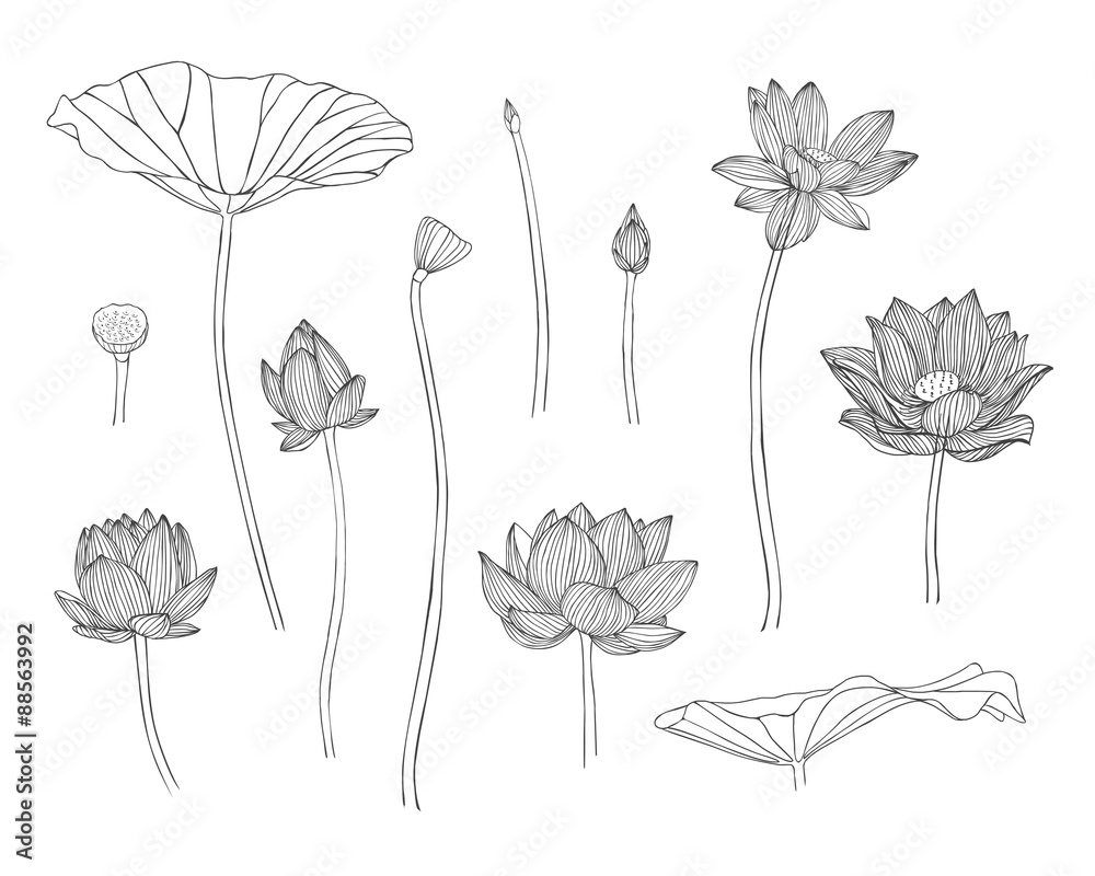 Engraving hand drawn illustration of lotus flower
