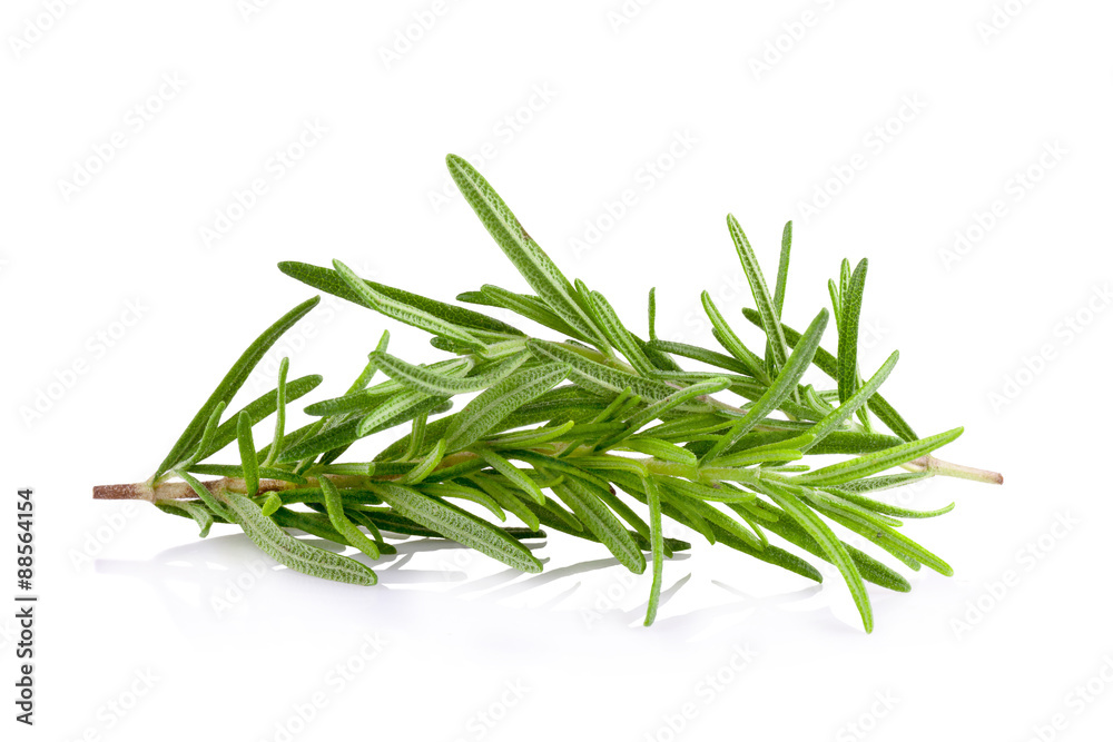rosemary isolated on white background rosemary isolated on white background
