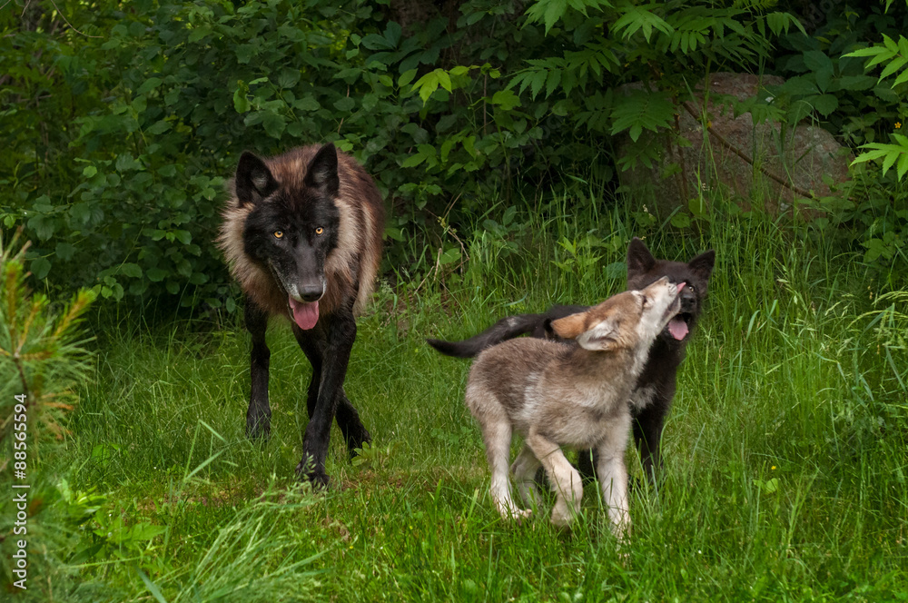 Fototapeta premium Black Phase Grey Wolf (Canis lupus) and Two Pups