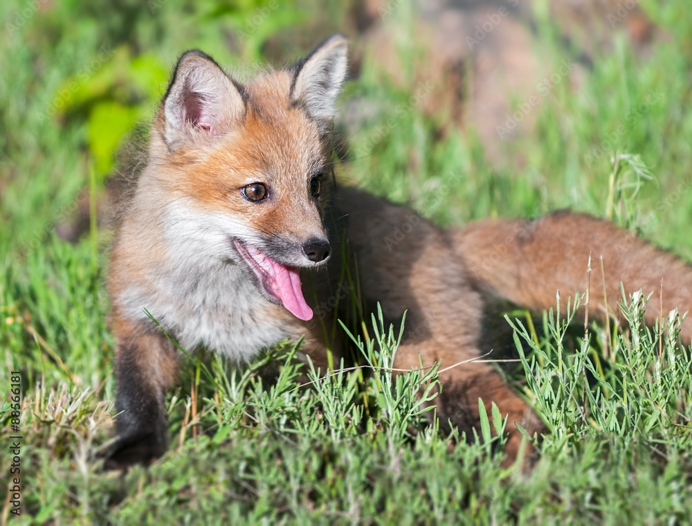 Red Fox Kit (Vulpes vulpes) Lies in the Grass